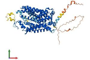 AlphaFold protein structure predicition of Human Recombinant SLC6A8 Protein, UniprotID P48029 (SLC6A8 Protein (AA 1-635) (His tag))