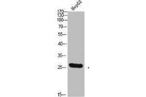 Western Blot analysis of HEPG2 cells using Tryptase-3 Polyclonal Antibody diluted at 1:800. (TPSD1 抗体  (AA 51-100))