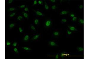Immunofluorescence (IF) image for anti-Splicing Factor Proline/glutamine-Ric (SFPQ) (AA 269-361) antibody (ABIN562836)