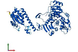 Protein Structure (PS) image for 5-Aminoimidazole-4-Carboxamide Ribonucleotide Formyltransferase/IMP Cyclohydrolase (ATIC) (AA 1-592) protein (His tag) (ABIN7560668)