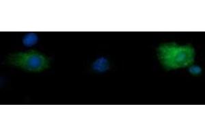 Image no. 1 for anti-Ring Finger Protein 39 (RNF39) antibody (ABIN1500723) (RNF39 抗体)