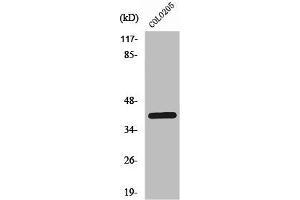 Western Blot analysis of COLO205 cells using PKAα/β/γ cat Polyclonal Antibody