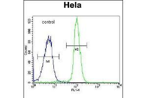 Flow cytometric analysis of Hela cells (right histogram) compared to a negative control cell (left histogram). (ADPRHL2 抗体  (N-Term))