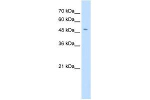 SLC18A2 antibody used at 0. (SLC18A2 抗体)
