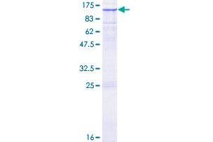 RASA1 Protein (AA 1-870) (GST tag)