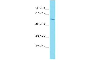 Western Blotting (WB) image for anti-Lectin, Mannose-Binding 1 Like (LMAN1L) (C-Term) antibody (ABIN2791644) (LMAN1L 抗体  (C-Term))