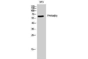 Western Blotting (WB) image for anti-PAKalpha/beta/gamma (Lys18) antibody (ABIN3176760) (PAKalpha/beta/gamma 抗体  (Lys18))