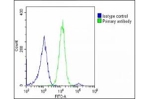 Overlay histogram showing U-2 OS cells stained with (ABIN656158 and ABIN2845489)(green line). (p130 抗体  (N-Term))