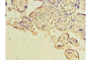 Immunohistochemistry of paraffin-embedded human placenta tissue using ABIN7154980 at dilution of 1:100 (Hemoglobin, epsilon 1 (HBe1) (AA 2-147) 抗体)