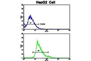 Flow Cytometry (FACS) image for anti-Creatine Kinase, Muscle (CKM) antibody (ABIN3002974) (CKM 抗体)
