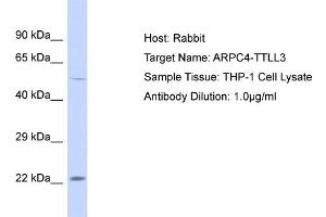 Host: Rabbit Target Name: ARPC4 Sample Tissue: Human THP-1 Whole Cell Antibody Dilution: 1ug/ml
