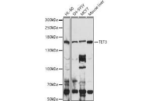 Western blot analysis of extracts of various cell lines, using TET3 antibody (ABIN6133174, ABIN6149021, ABIN6149023 and ABIN6223527) at 1:1000 dilution. (TET3 抗体  (AA 1525-1660))