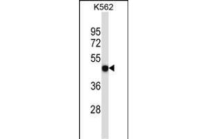 P2RX5 Antibody (C-term) (ABIN657980 and ABIN2846926) western blot analysis in K562 cell line lysates (35 μg/lane). (P2RX5 抗体  (C-Term))