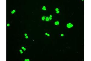 Immunofluorescent staining of HT29 cells using anti-HHex mouse monoclonal antibody (ABIN2452382). (HHEX 抗体  (AA 100-270))
