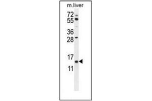 Western blot analysis of GTSF1 Antibody (Center) in mouse liver tissue lysates (35ug/lane). (GTSF1 抗体  (Middle Region))