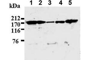 Western Blotting (WB) image for anti-IQ Motif Containing GTPase Activating Protein 1 (IQGAP1) antibody (ABIN487492) (IQGAP1 抗体)