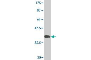 Western Blot detection against Immunogen (36. (HOXB9 抗体  (AA 1-98))