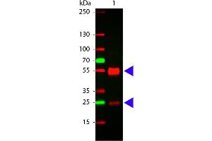 Western Blotting (WB) image for Rabbit anti-Pig IgG (Heavy & Light Chain) antibody (ABIN964876)