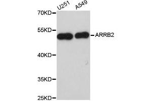 Western blot analysis of extracts of various cell lines, using ARRB2 antibody (ABIN5970517) at 1/1000 dilution. (Arrestin 3 抗体)
