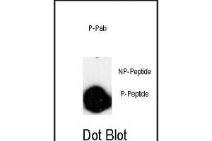 Dot blot analysis of anti-Phospho-LINGO-1(LRRN6A)-p Pab (ABIN650826 and ABIN2839798) on nitrocellulose membrane. (LINGO1 抗体  (pSer596))