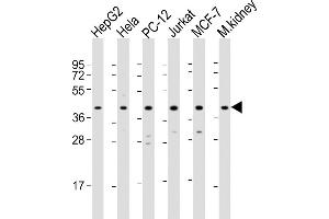 Western Blotting (WB) image for anti-Mitogen-Activated Protein Kinase 14 (MAPK14) (AA 301-330) antibody (ABIN391332)