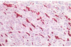 Immunohistochemistry staining of human adrenal (paraffin-embedded sections) with anti-CD235a (JC159), 5 μg/mL. (CD235a/GYPA 抗体)