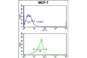 Flow cytometric analysis of MCF-7 cells (bottom histogram) compared to a negative control cell (top histogram). (RASL11B 抗体  (N-Term))