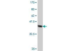 Western Blotting (WB) image for anti-Coronin, Actin Binding Protein, 1A (CORO1A) (AA 360-461) antibody (ABIN564842)