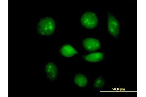 Immunofluorescence of purified MaxPab antibody to ARID3A on HeLa cell. (ARID3A 抗体  (AA 1-593))