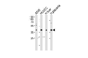 Western blot analysis of lysates from A549, HUVEC cell line and human liver, placenta tissue lysate(from left to right), using OLR1 Antibody (Center) (ABIN652795 and ABIN2842521). (OLR1 抗体  (AA 64-92))