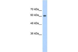 WB Suggested Anti-SYNCRIP Antibody Titration:  1. (SYNCRIP 抗体  (Middle Region))