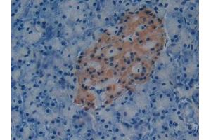 Detection of PAI1 in Mouse Pancreas Tissue using Polyclonal Antibody to Plasminogen Activator Inhibitor 1 (PAI1) (PAI1 抗体  (AA 141-389))