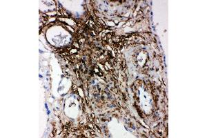 Anti-PLTP antibody, IHC(P) IHC(P): Human Placenta Tissue (PLTP 抗体  (Middle Region))
