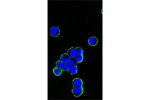 Image no. 2 for Mouse anti-Human IgG (Fc Region) antibody (ABIN1498828) (小鼠 anti-人 IgG (Fc Region) Antibody)
