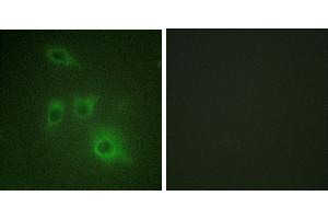 Peptide - +Western blot analysis of extracts from 293 cells, using HSP90B (Ab-226) antibody. (HSP90AB1 抗体  (Ser226))