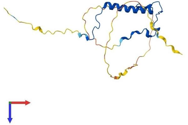 CDKN1B Protein (AA 1-197) (His tag)