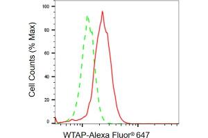 Flow cytometric analysis of WTAP expression in HeLa cells using WTAP antibody (ABIN7800859), 1:2,000).