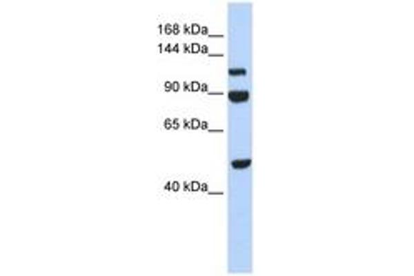 NARG1L 抗体  (AA 684-733)