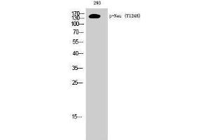 Western Blotting (WB) image for anti-Neuralized Homolog (Drosophila) (NEURL) (pTyr1248) antibody (ABIN3172934) (NEURL 抗体  (pTyr1248))