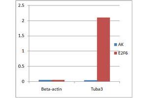 ChIP analysis of Mouse ES cell nuclear lysate, incubated for 16 hours at 4°C. (E2F6 抗体  (Center))