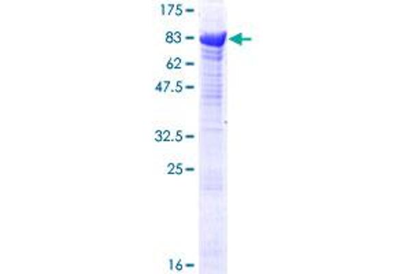 TRIM16 Protein (AA 1-564) (GST tag)