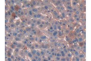 Used in DAB staining on fromalin fixed paraffin- embedded liver tissue (T-Kininogen 1 (KNT1) (AA 378-430) 抗体)