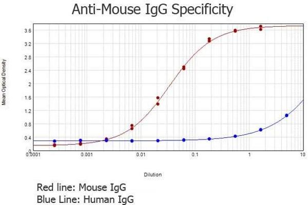 兔 anti-小鼠 IgG (Heavy & Light Chain) Antibody
