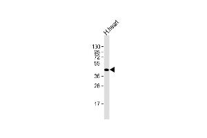 Anti-HRH4 Antibody (C-term) at 1:2000 dilution + human heart lysate Lysates/proteins at 20 μg per lane. (HRH4 抗体  (C-Term))