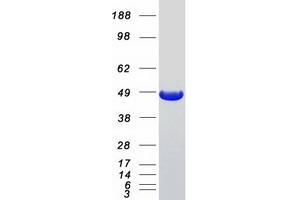 Validation with Western Blot (NUDC Protein (Myc-DYKDDDDK Tag))