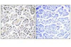 Immunohistochemistry analysis of paraffin-embedded human pancreas tissue using ATP5G3 antibody.