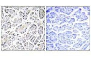 Immunohistochemistry analysis of paraffin-embedded human pancreas tissue using ATP5G3 antibody. (ATP5G3 抗体)