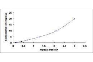 Cubilin (Intrinsic Factor-Cobalamin Receptor) (CUBN) ELISA Kit