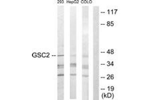 Western Blotting (WB) image for anti-Goosecoid Homeobox 2 (GSC2) (AA 131-180) antibody (ABIN2889317) (GSC2 抗体  (AA 131-180))