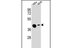 AC1L2 Antibody (N-term) (ABIN654847 and ABIN2844513) western blot analysis in WiDr,A549 cell line lysates (35 μg/lane).